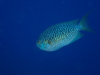 241-2.jpg