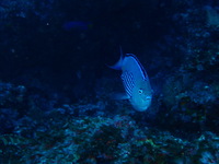 265-s-2.jpg